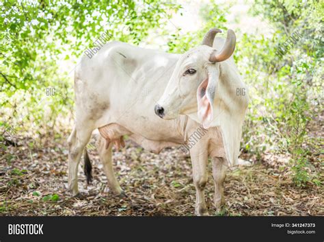 American Brahman Image & Photo (Free Trial) | Bigstock