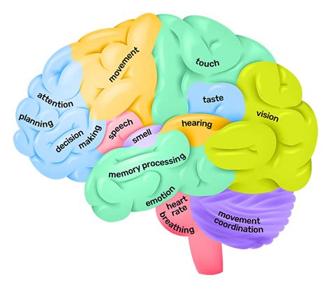 Diagram Of The Lobes Of The Brain And Their Functions Lobes