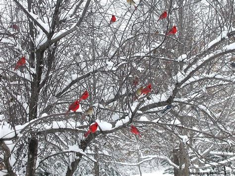 cardinals | Red birds, Snowy trees, Beautiful birds