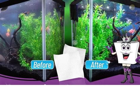 Aquarium Filter Maintenance: Best Practices Guide – Aquatic Experts