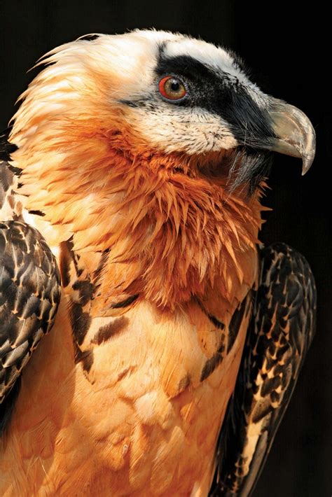 Vulture | Characteristics, Species, & Facts | Britannica