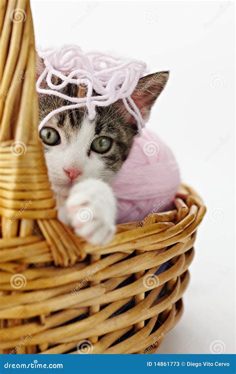 Cat Playing With Yarn Stock Photos - Image: 14861773