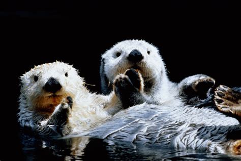 Sea Otter Fur Facts