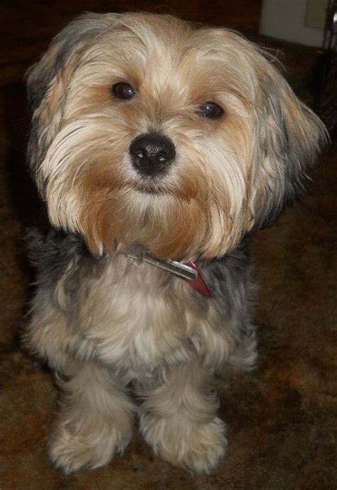 19 best Yorkie Poo Haircuts images on Pinterest