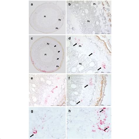 RNAscope® in situ hybridization conditions tested for protocol definition | Download Table