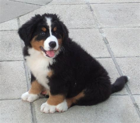 30+ Cute Bernese Mountain Dog Puppies | FallinPets