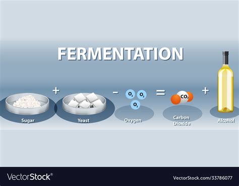 Alcoholic Fermentation Equation