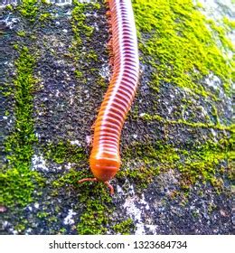 86 Vegetable eating millipedes Images, Stock Photos & Vectors | Shutterstock