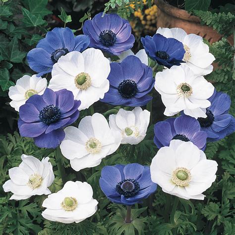 Poppy Anemone Mixture - Blue and White Poppy Anemone | Breck's