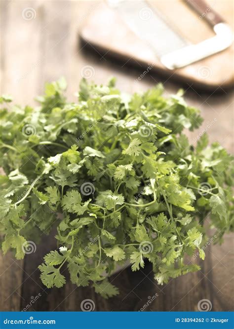 Fresh coriander leaves stock photo. Image of cilantro - 28394262