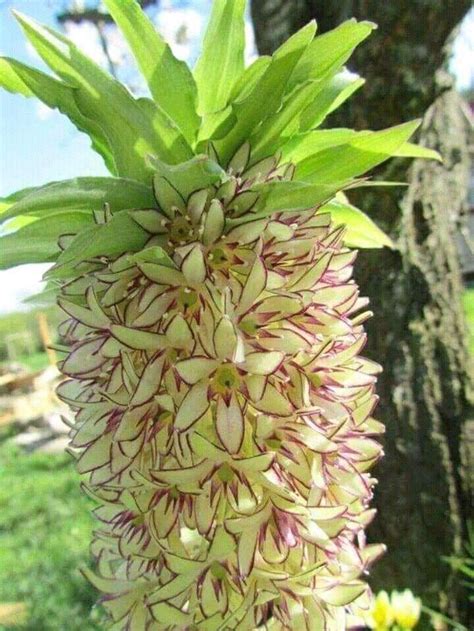 Pineapple flower | Pineapple flowers, Plants, Unusual flowers