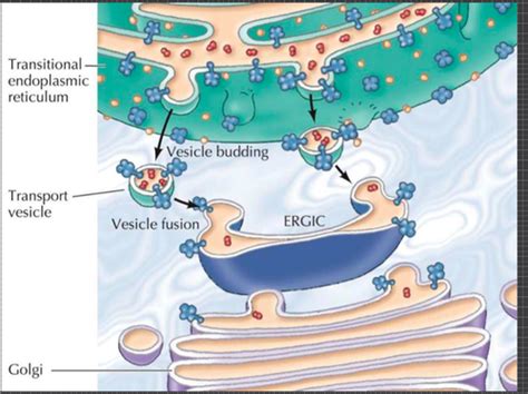 Lecture 5 - Vesicular transport Flashcards | Quizlet