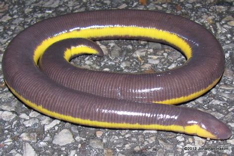 Caecilian ~ Everything You Need to Know with Photos | Videos