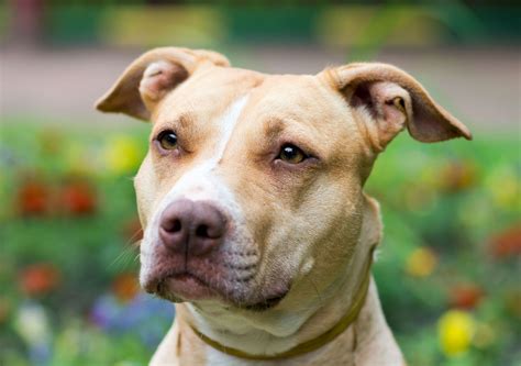 Pit bull | Description, Temperament, Breeds, & Facts | Britannica