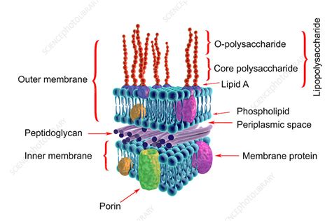 Gram-negative bacterial cell wall, illustration - Stock Image - F018/1317 - Science Photo Library