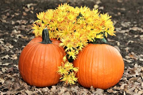 How to Plant Pumpkin Seeds | Extra Wellness | Planting and Farming Pumpkins