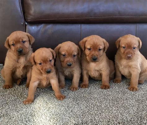 Red English Labrador Puppies - Goldenacresdogs.com