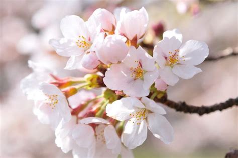 Late Season Flowering Cherry Trees for Your Garden