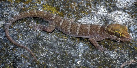 New gecko species from Timor-Leste hints at island’s unknown diversity