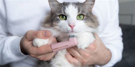 Best Toothbrushes For Cats For 2024: Reviews & Ratings