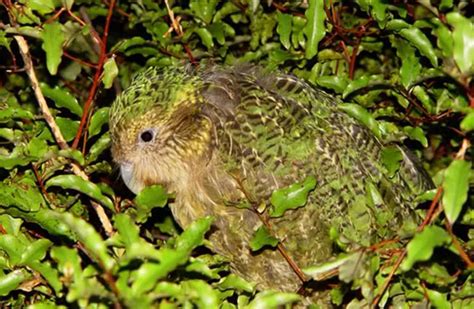 Kakapo - Description, Habitat, Image, Diet, and Interesting Facts