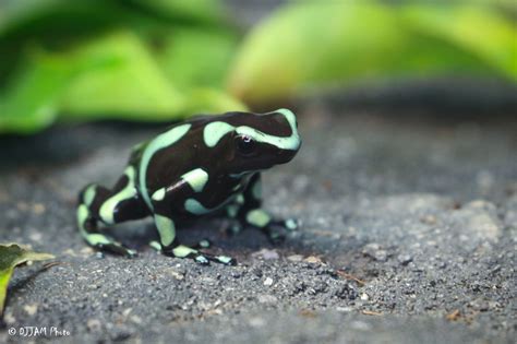 Green and Black Poison Dart Frog - Cincinnati Zoo & Botanical Garden