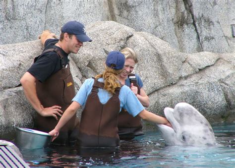 Beluga exhibet at the Mystic Aquarium, Mystic, Connecticut - Travel Photos by Galen R Frysinger ...