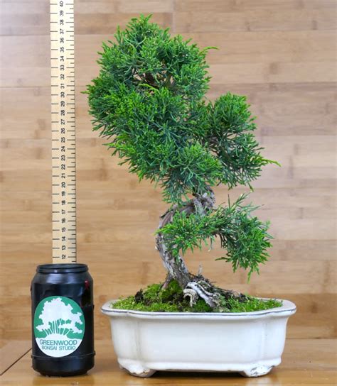 Chinese Juniper Bonsai | Greenwood Bonsai Studio