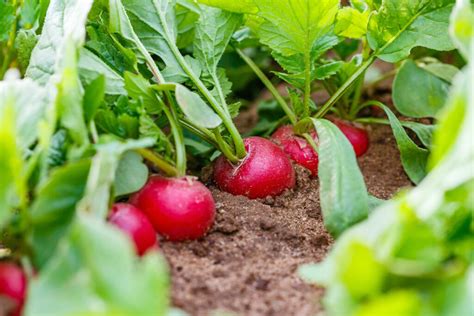 Growing radishes: sowing & care - Plantura