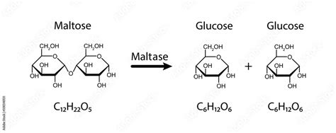 Maltase enzyme Effect On Maltose Sugar Molecule. Maltose Hydrolysis. Vector Illustration. Stock ...