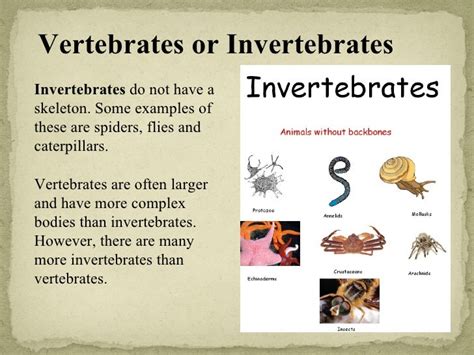 Vertebrates and invertebrates