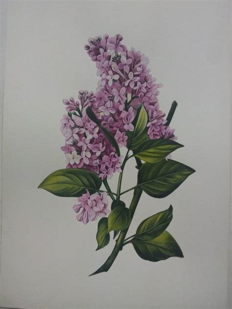 Lilac botanical painting | original watercolor painting floral art ...