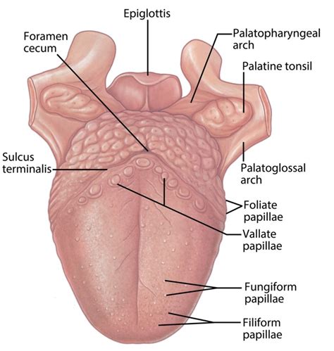 Anatomy of Tongue - Biology Ease