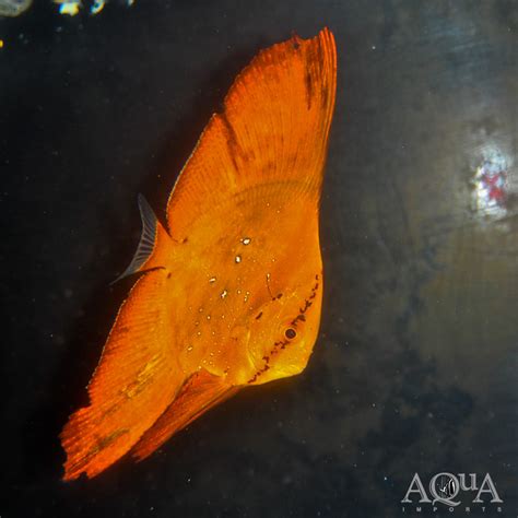 Orbicular Batfish (Platax orbicularis) - Aqua Imports