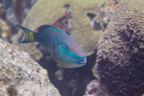 Stoplight Parrotfish on Coral Reef Stock Photo - Image of antilles, belize: 163505150