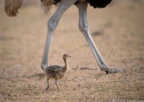 Baby Ostrich - Burrard-Lucas Photography