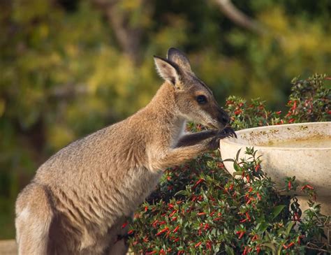 brown kangaroo free image | Peakpx