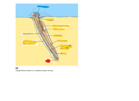 lancelets anatomy Flashcards | Quizlet