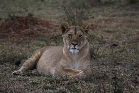 The Lions Of Masai Mara, Kenya (10 Photos) - joshmandotcom