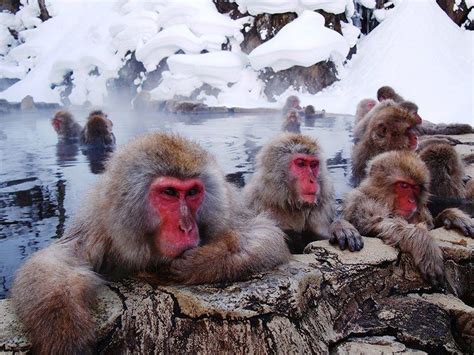 Jigokudani Monkey Park: Where Snow Monkeys Go To Hot Tub In Japan