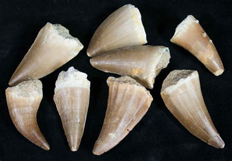 Bulk Fossil Mosasaur Teeth - 3 Pack For Sale - FossilEra.com