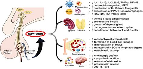 Oxytocin Hormone Function