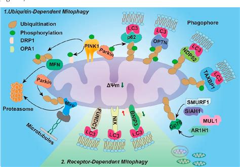 Figure 1 from Role of Mitophagy in Regulating Intestinal Oxidative ...