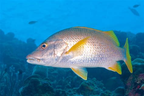 What's the Difference Between Grouper and Snapper?