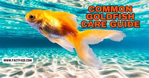 Common Goldfish Care Guide: Expert Tips for Success - FACT FAQs