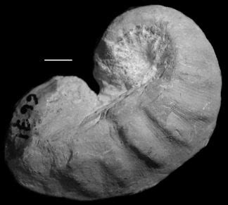 Cincinnatian Fossils and Stratigraphy