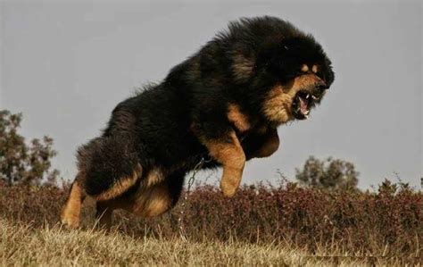 Tibetan Mastiff - SpockTheDog.com