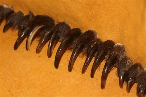 Grizzly Bear Claws – P&D International Furtraders