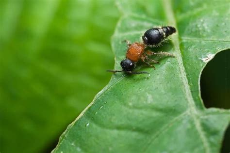 Velvet Ant Sting Treatment - DIY