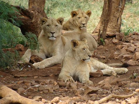 Pride of Lions · Free Stock Photo